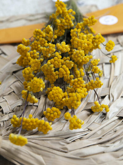 Bouquet de Gysophile jaune